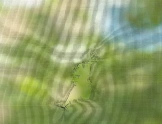 Torn Window Screen, Closeup