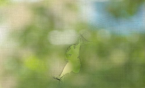 Torn Window Screen, Closeup