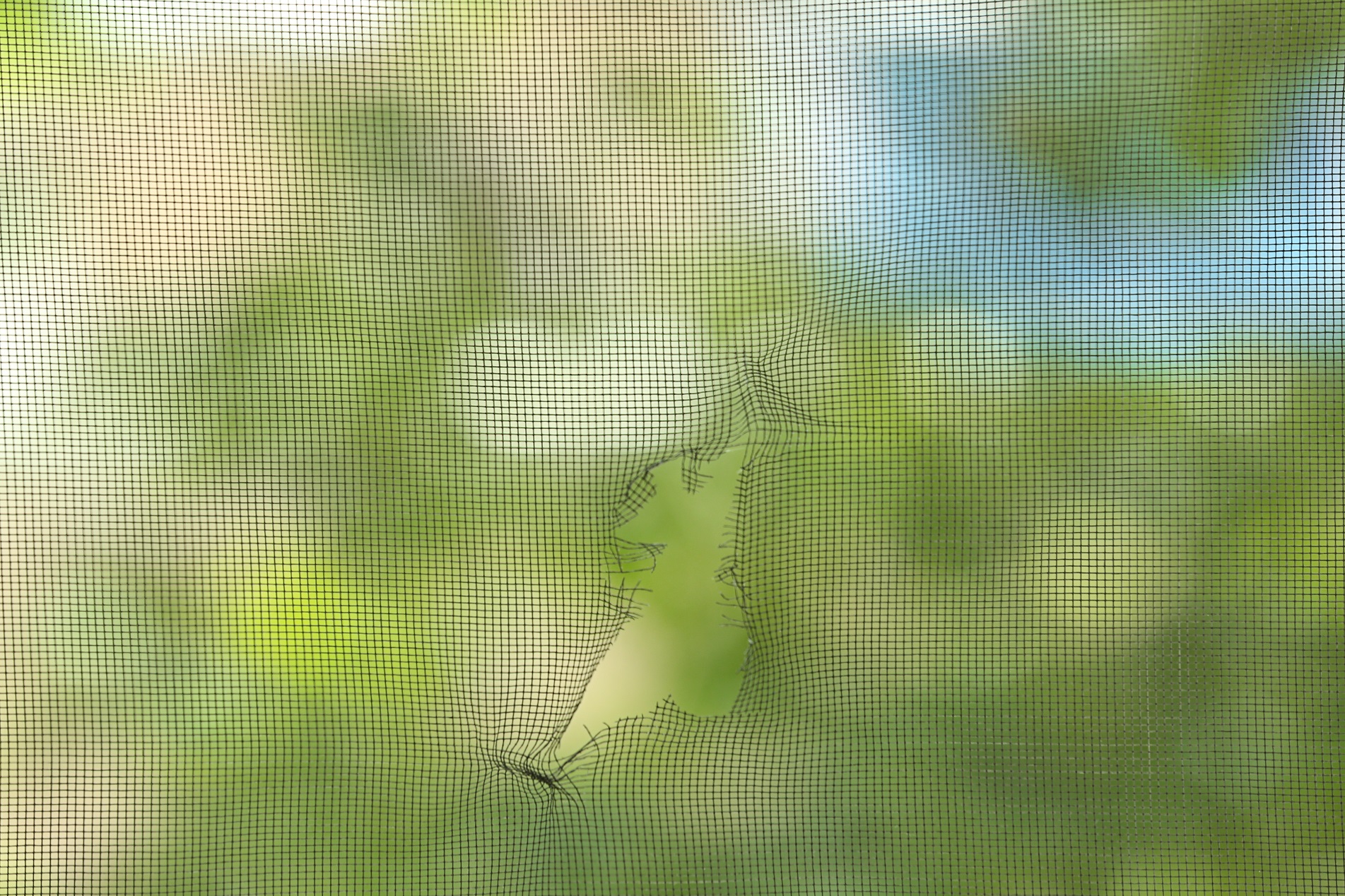 Torn Window Screen, Closeup